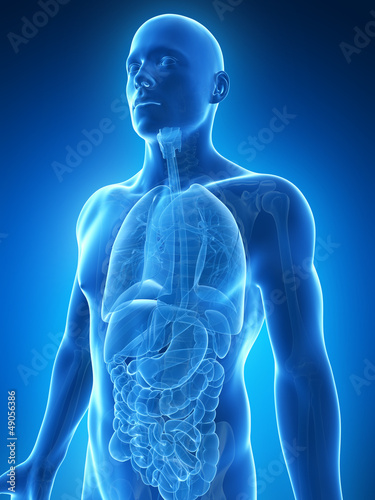 Fotomural 3d rendered illustration of the male anatomy