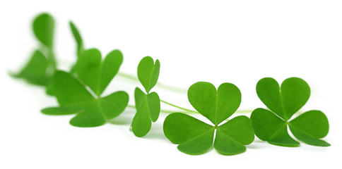 Clover leaves