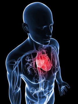 3d rendered illustration of the human vascular system