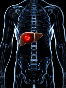 3d rendered illustration of the male liver