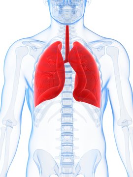 3d rendered illustration of the male lung