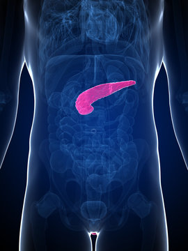 3d rendered illustration of the male pancreas