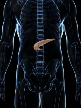 3d rendered illustration of the male pancreas