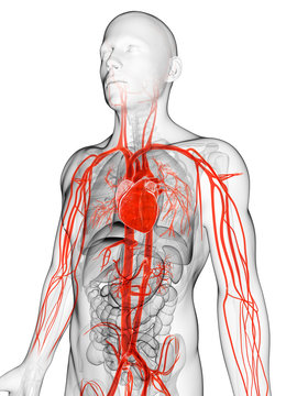 3d rendered illustration of the human vascular system