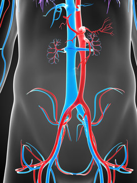 3d rendered illustration of the male vascular system