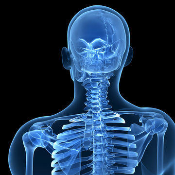 3d rendered illustration of the male skeleton