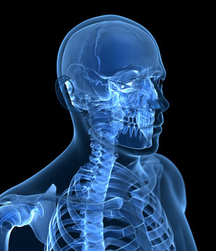 3d rendered illustration of the male skeleton