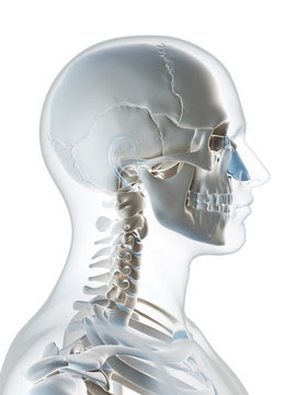 3d rendered illustration of the male skeleton