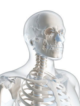3d rendered illustration of the male skeleton