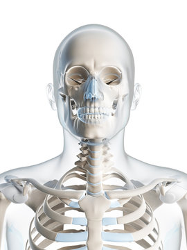 3d rendered illustration of the male skeleton