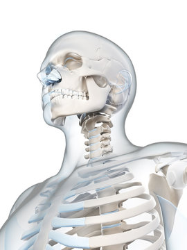 3d rendered illustration of the male skeleton