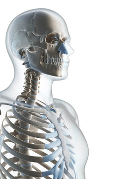 3d rendered illustration of the male skeleton