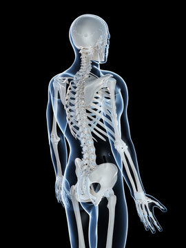 3d rendered illustration of the male skeleton