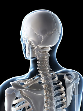 3d rendered illustration of the male skeleton