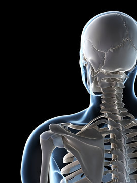 3d rendered illustration of the male skeleton