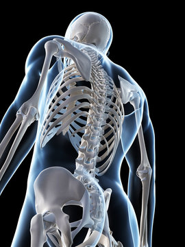 3d rendered illustration of the male skeleton