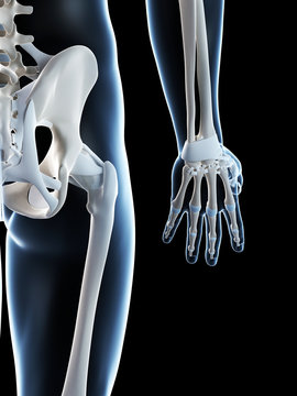 3d rendered illustration of the male skeleton
