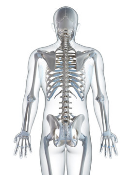 3d rendered illustration of the male skeleton