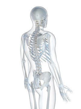 3d rendered illustration of the male skeleton