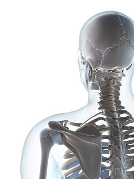 3d rendered illustration of the male skeleton