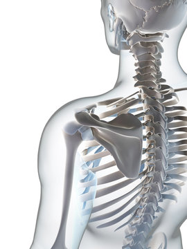 3d rendered illustration of the male skeleton