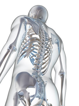 3d rendered illustration of the male skeleton