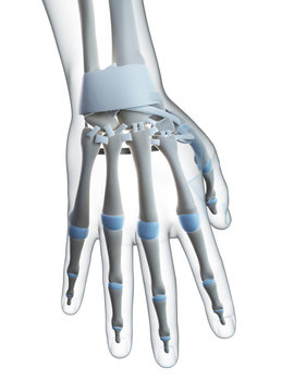 3d rendered illustration of the male skeleton