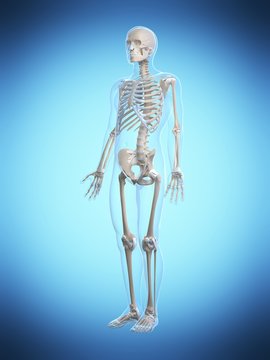 3d rendered illustration of the male skeleton