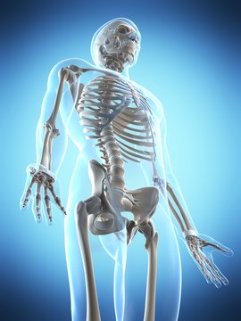 3d rendered illustration of the male skeleton