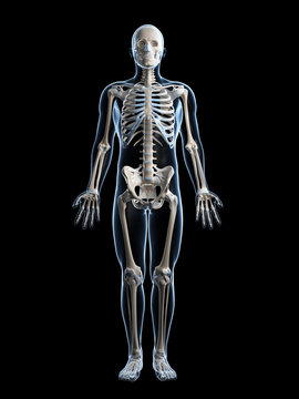 3d rendered illustration of the male skeleton