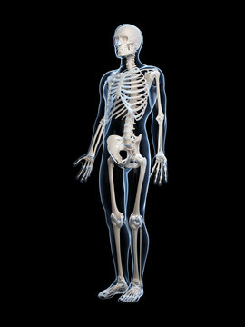 3d rendered illustration of the male skeleton