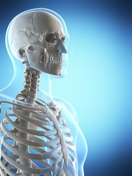 3d rendered illustration of the male skeleton
