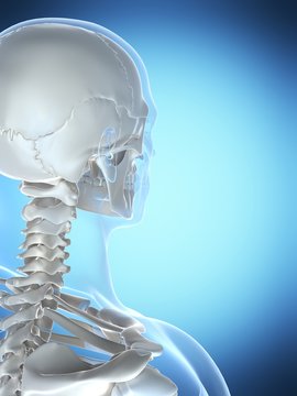 3d rendered illustration of the male skeleton