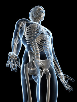 3d rendered illustration of the male skeleton