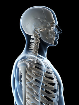 3d rendered illustration of the male skeleton