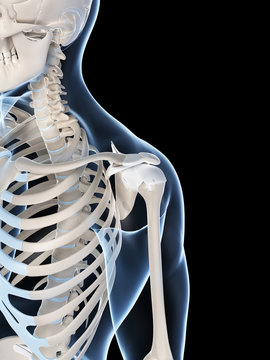 3d rendered illustration of the male skeleton