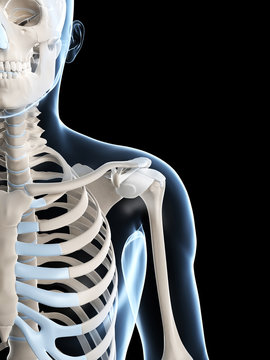 3d rendered illustration of the male skeleton