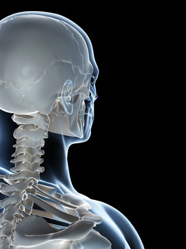 3d rendered illustration of the male skeleton