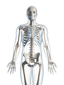 3d rendered illustration of the male skeleton