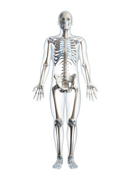 3d rendered illustration of the male skeleton