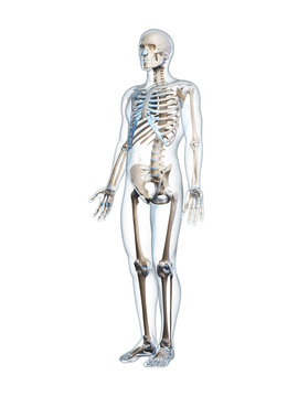 3d rendered illustration of the male skeleton
