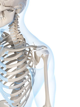 3d rendered illustration of the male skeleton