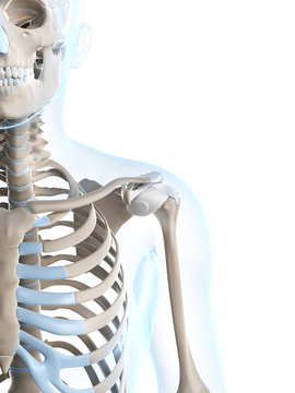 3d rendered illustration of the male skeleton