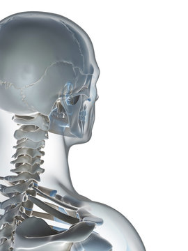 3d rendered illustration of the male skeleton