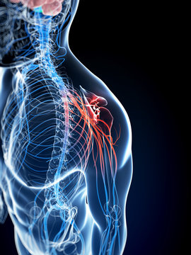 3d rendered illustration of a painful shoulder