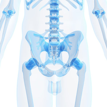 3d rendered illustration of the male skeleton