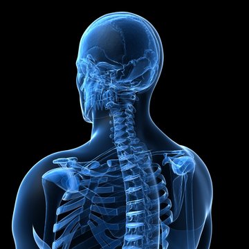 3d rendered illustration of the male skeleton