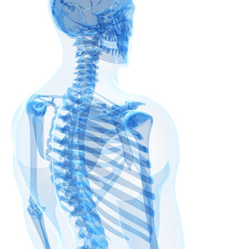 3d rendered illustration of the male skeleton