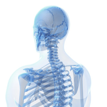 3d rendered illustration of the male skeleton