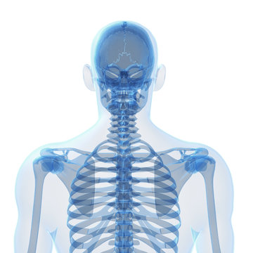 3d rendered illustration of the male skeleton